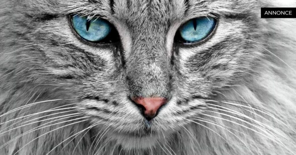 Kat